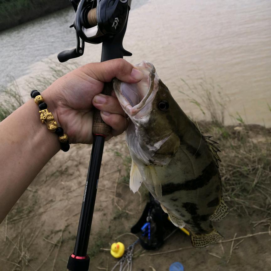 Lure🎣—独行侠