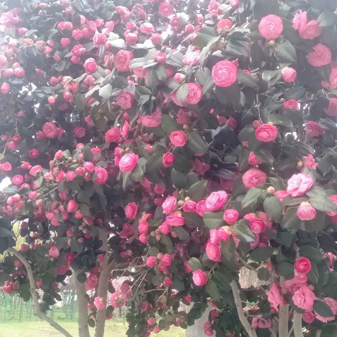 晚上不想睡。早上不想起。中午特别困。