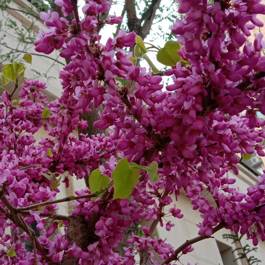 有你就幸福，阳谷老付