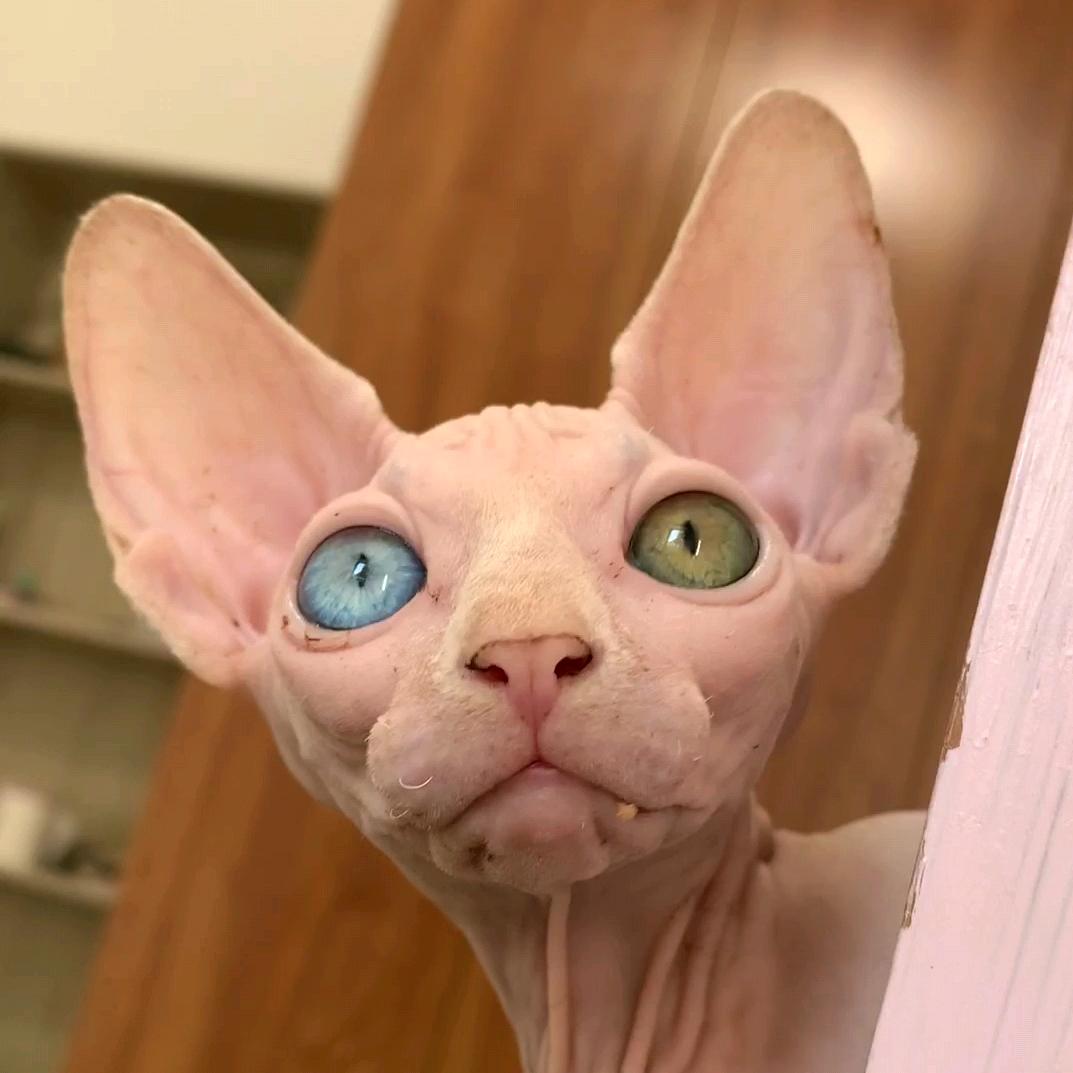 沈阳市沈河区清竹宠物店