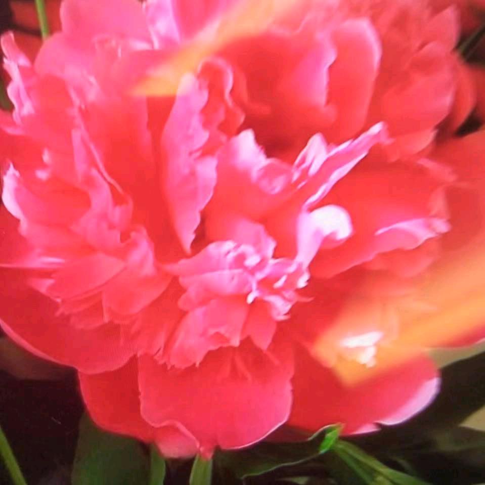 好运来