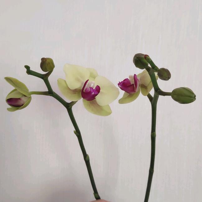 悦陪伴佐佑
