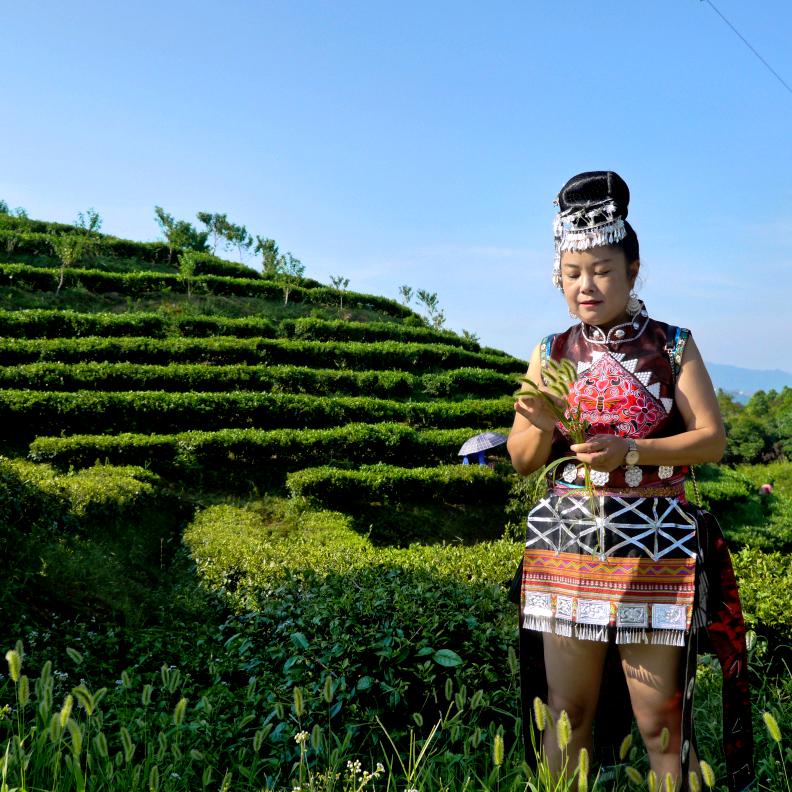 凌云茶山