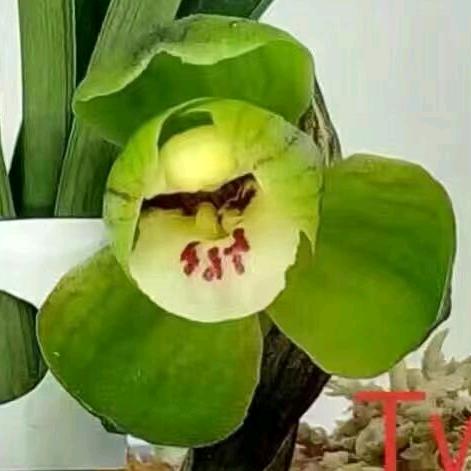 红花岗区雅轩兰苑花卉店