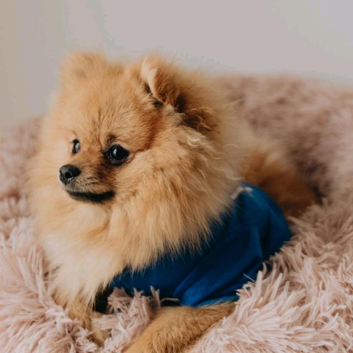 龙小球