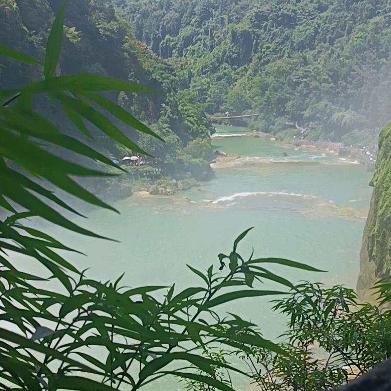绿萝看世界