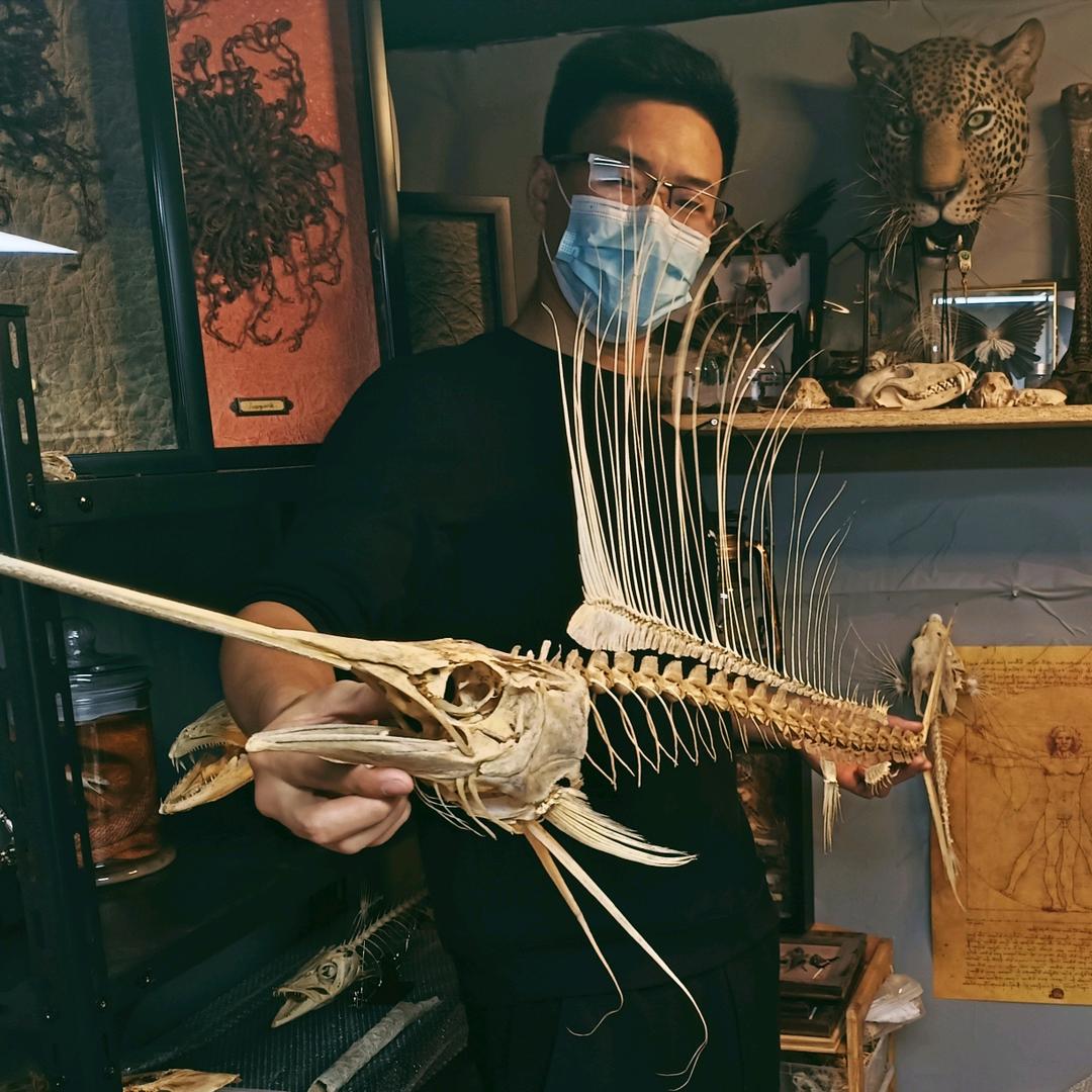 KC标本工作室