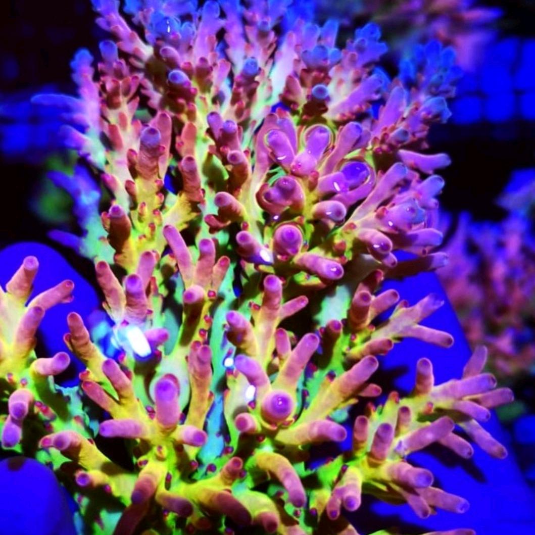 無鞋 ⁽⁽ଘ😇ଓ⁾⁾ 🏇💨💨💨