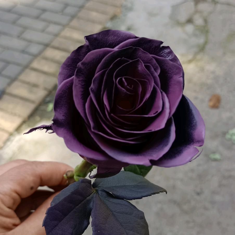 爱上向日葵