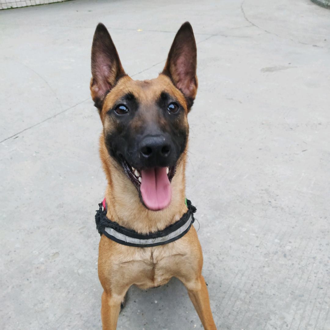 马犬《神龙》