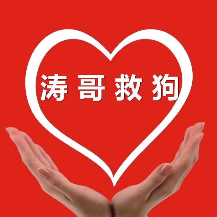涛哥和流浪狗