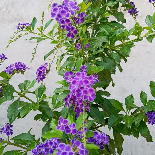 🌼糖都不甜🌸