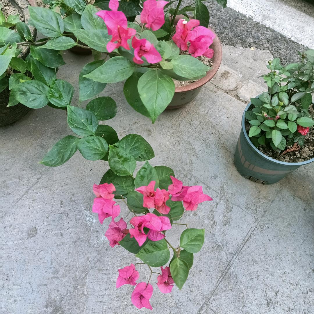 文子