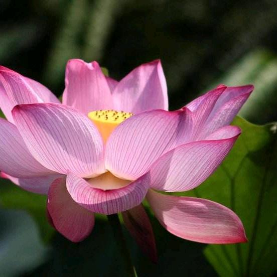 陈效芳