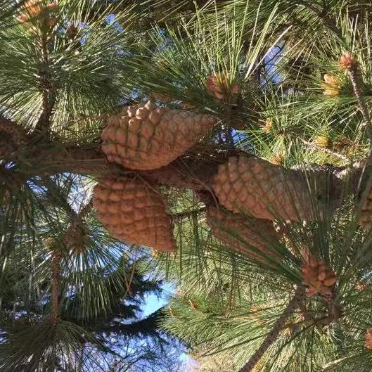 @老王地产药材