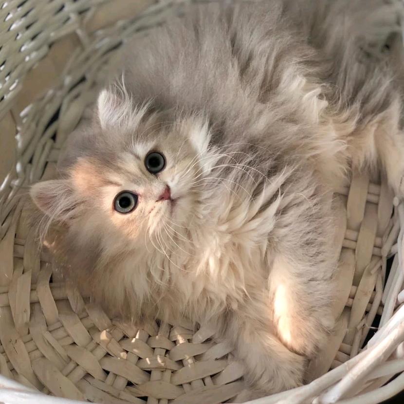 莘瑀