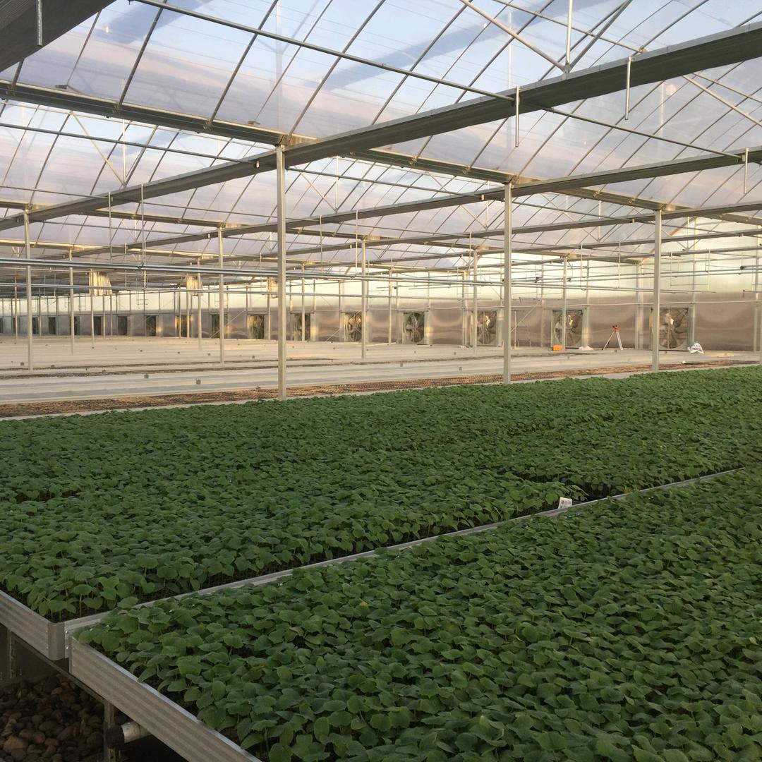 云阳镇大庆育苗公司