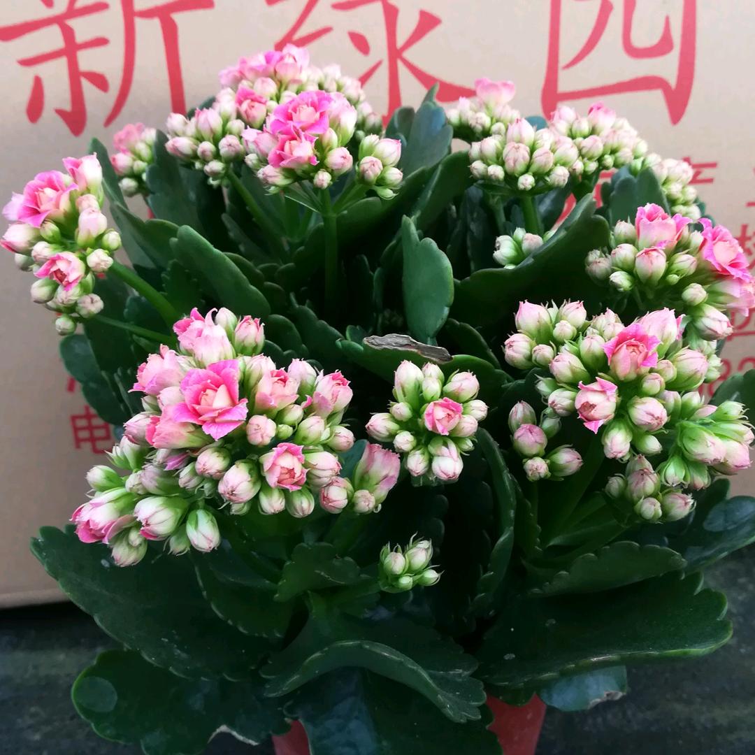 新绿园艺
