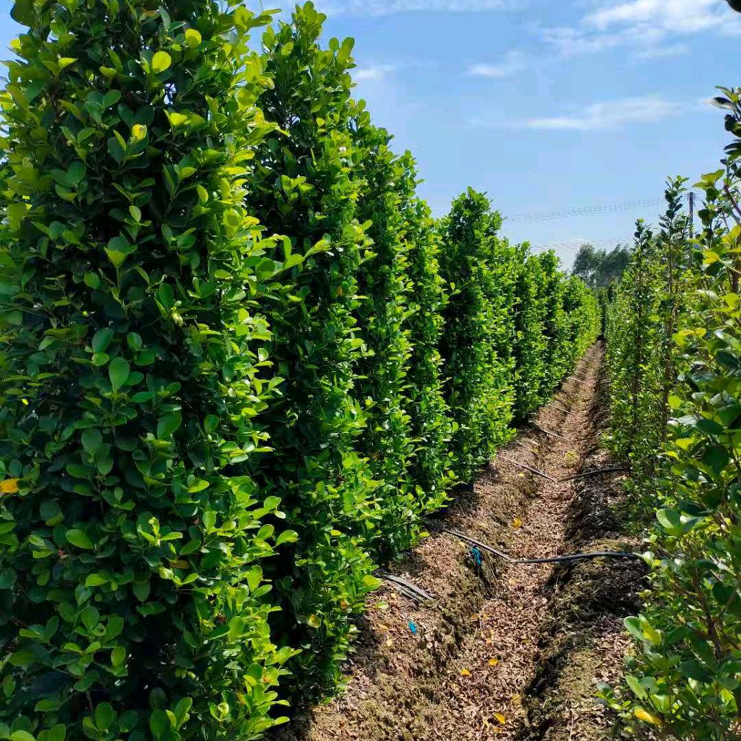 火山榕🌲艺景园林绿化（小赵）