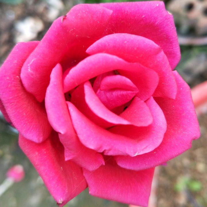 💖越努力💖越幸运💖