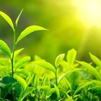 云海广场的阴山天尊头像