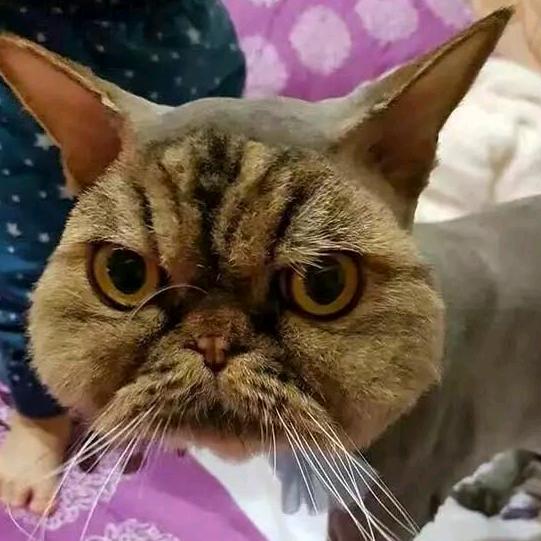 一只大脸😻