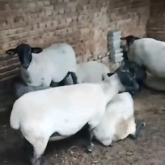 羊婆陈艳蓉