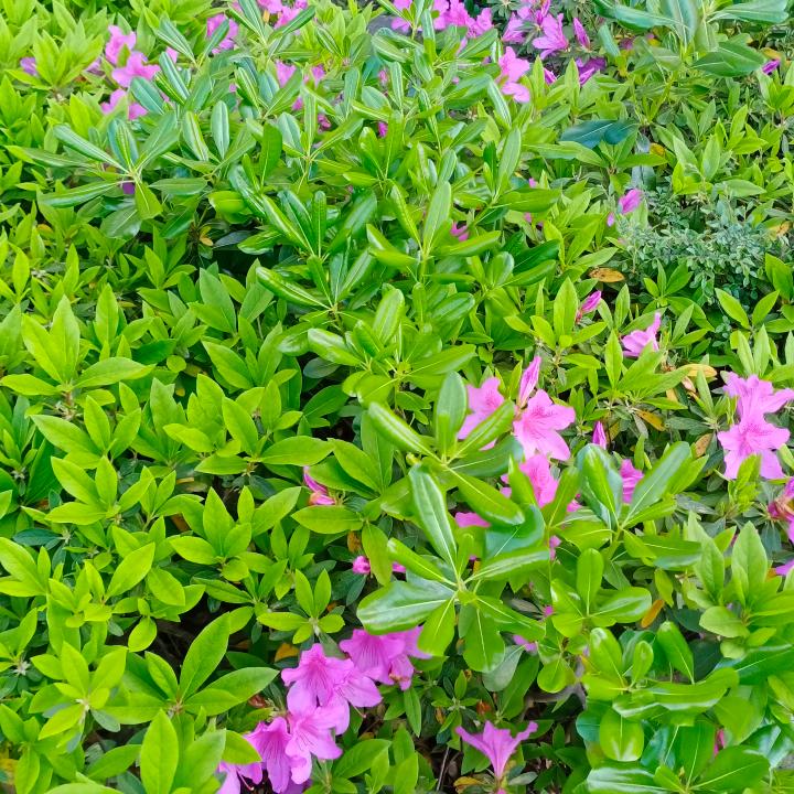 我的世界知有你