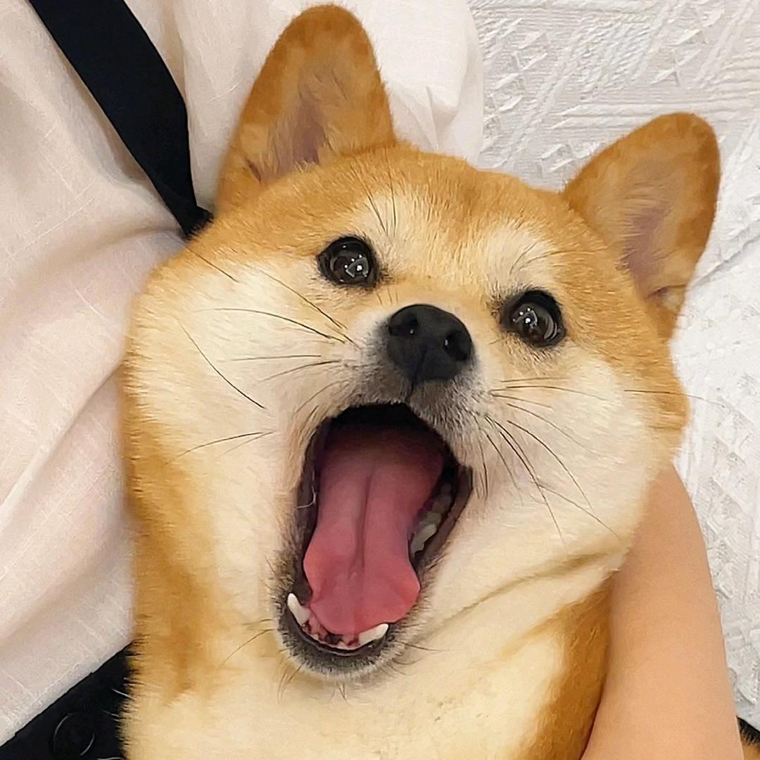 玺气烊烊