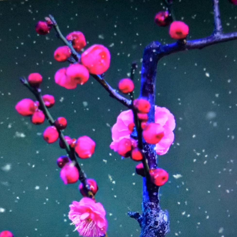 你是我的唯一