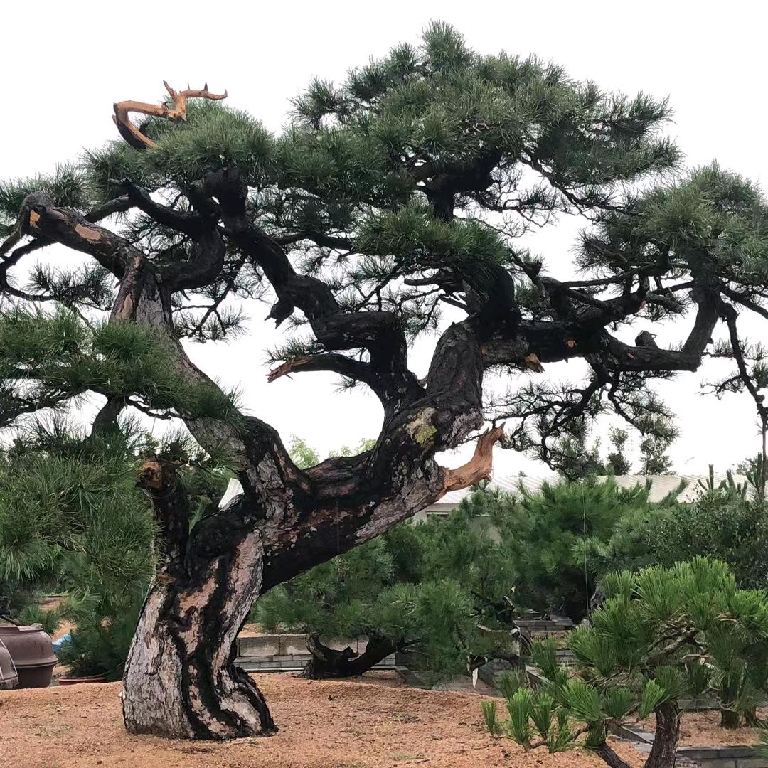 山东怀益园林别墅庭院景观松