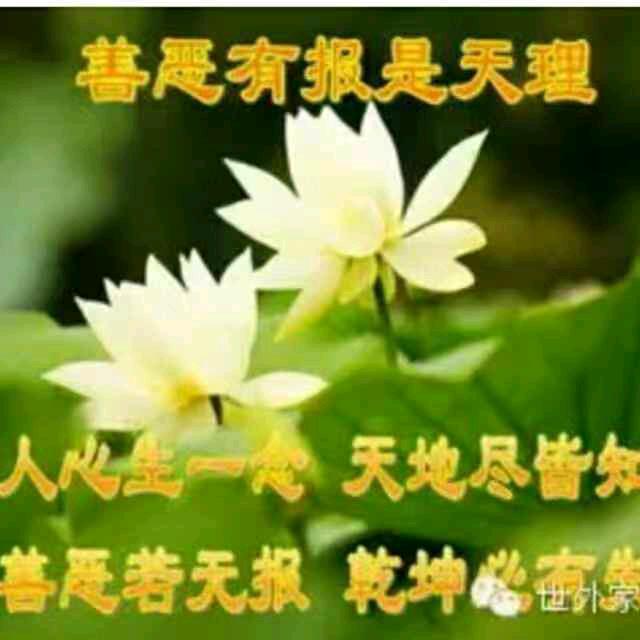 芝