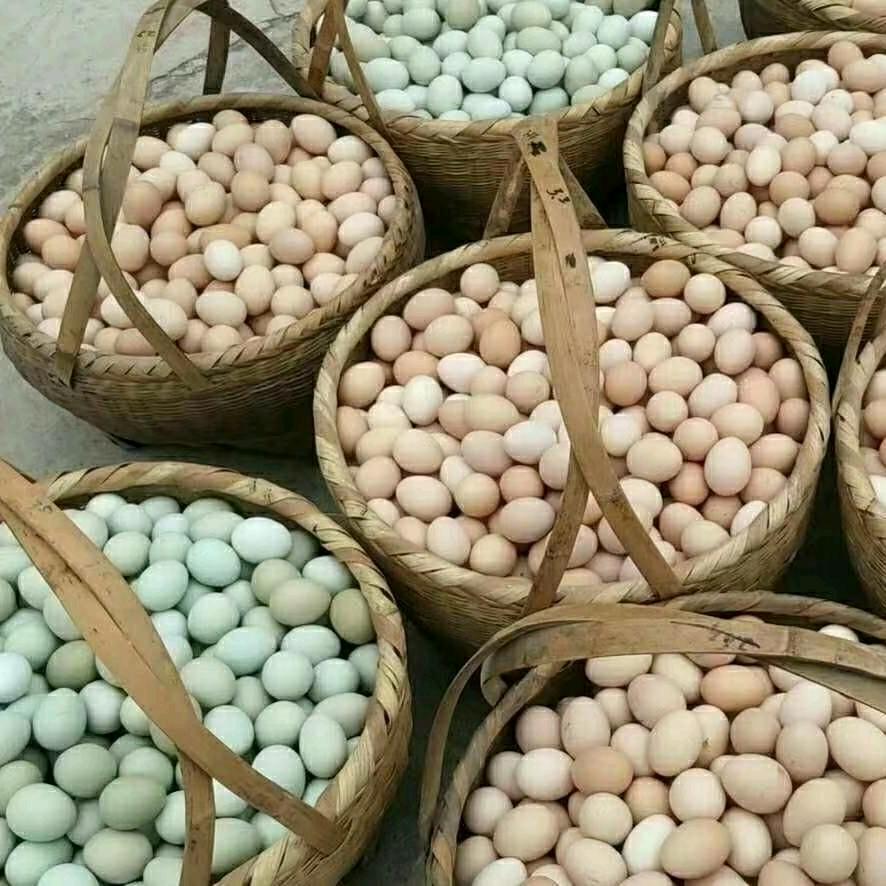 土鸡蛋批发