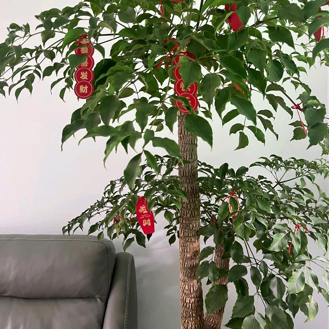 阿尔法头像