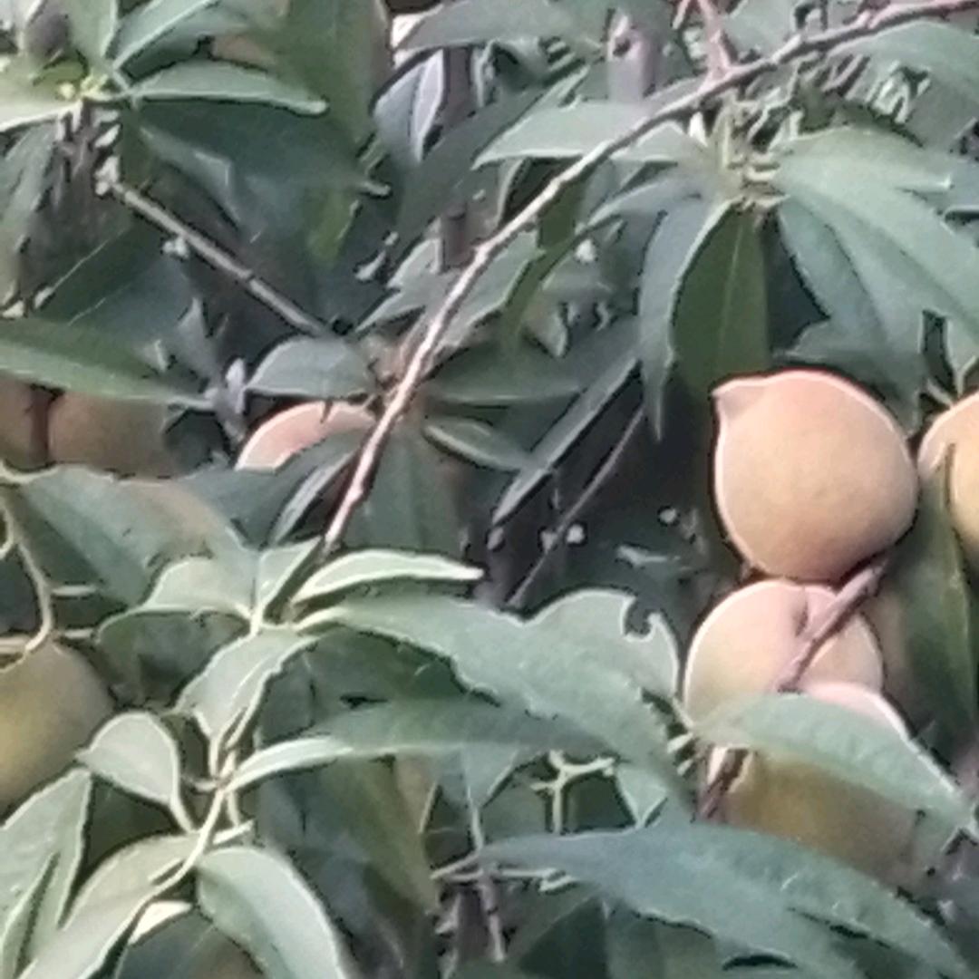 森林