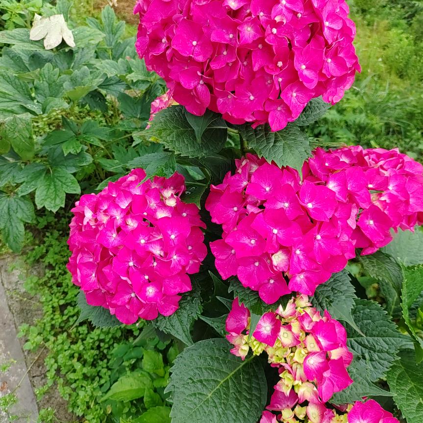 杨大姐1970年三月的狗