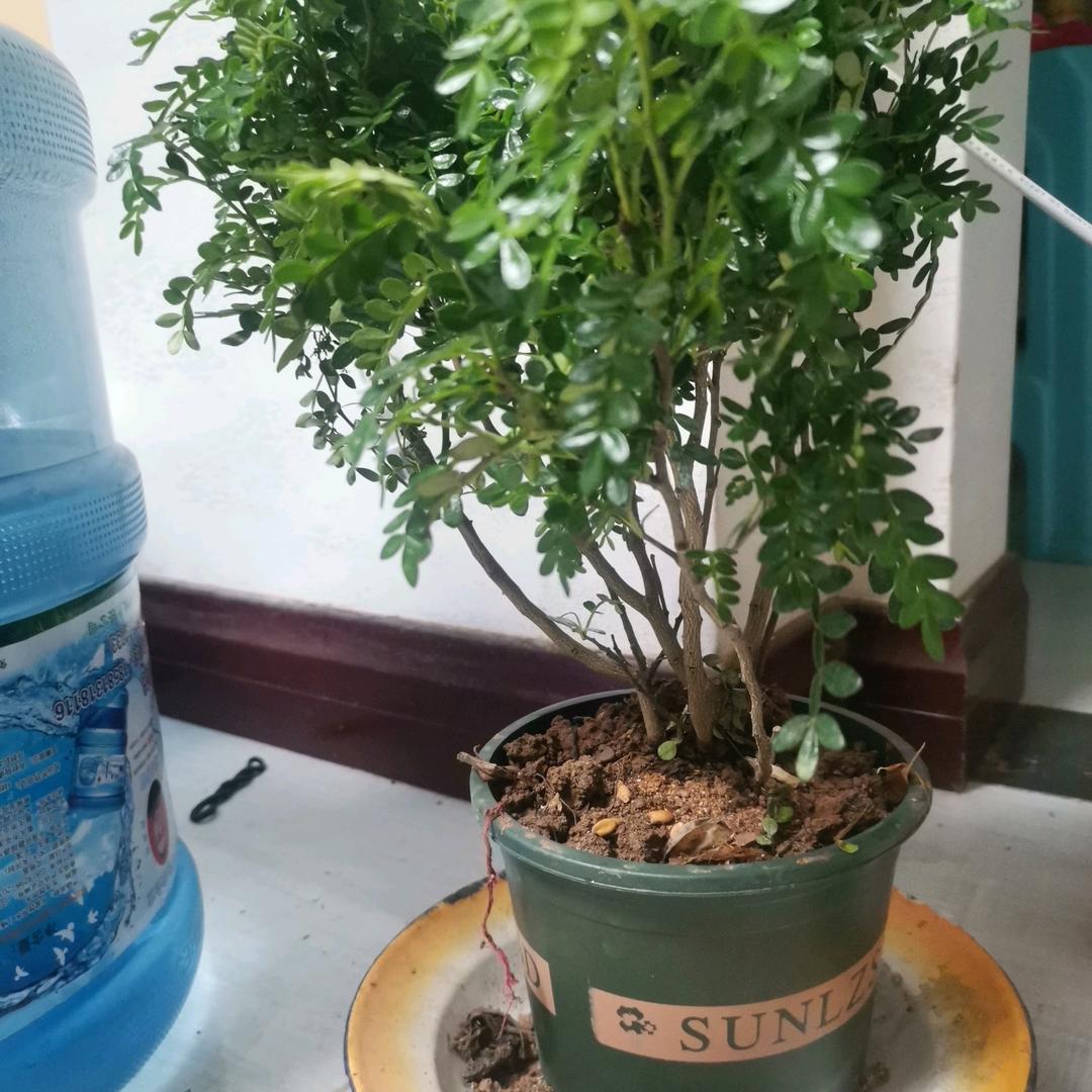 心里的苦只有自己知道(关比回)