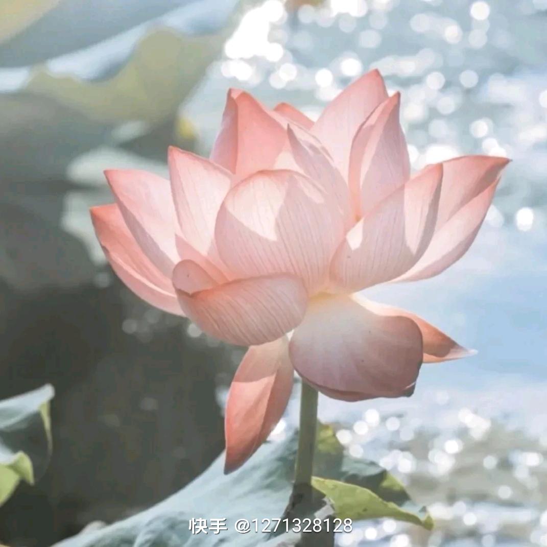 开心果，牛美芬
