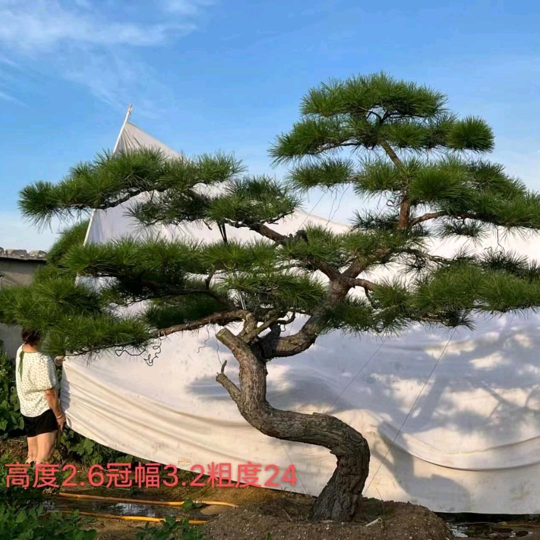 造型黑松基地李海延