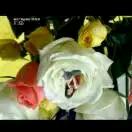 荣(Z丫R)，顺其自然