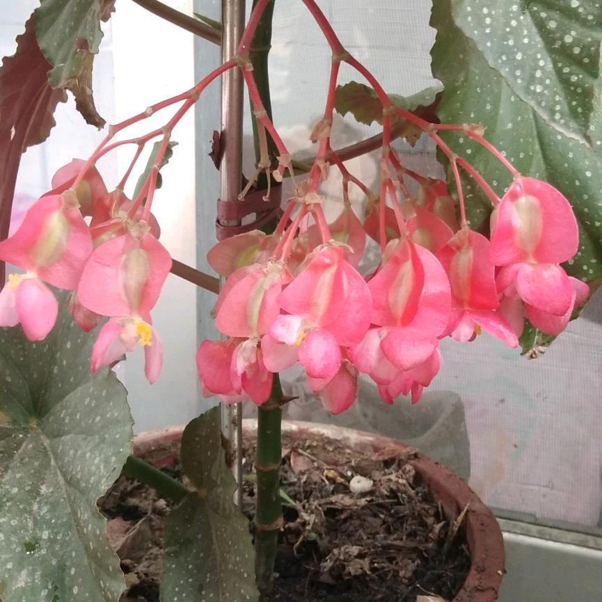 四叶草