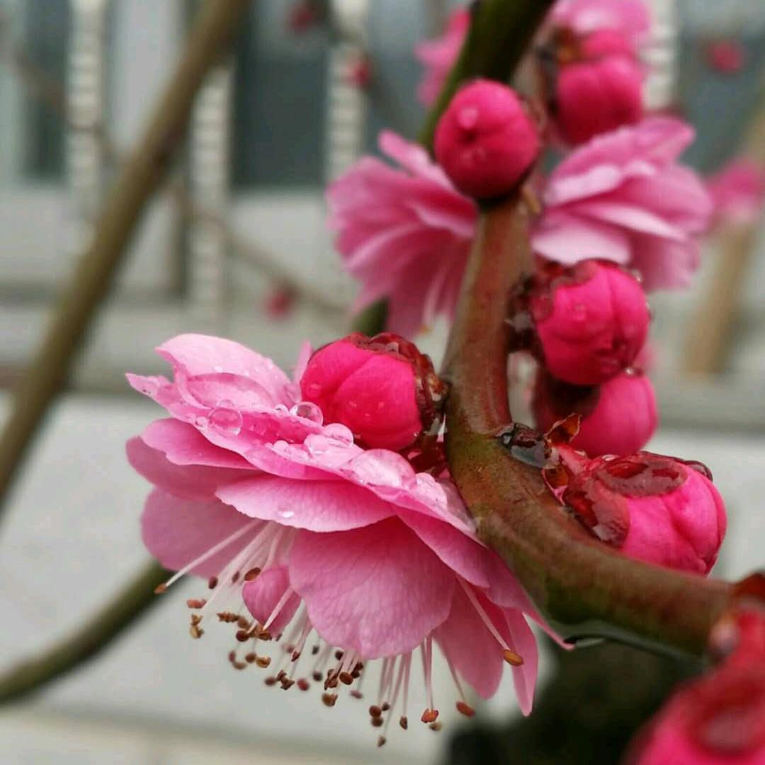 小宝