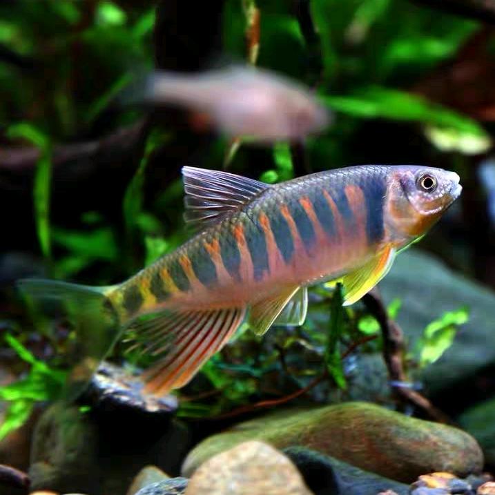 水族饲养员老李