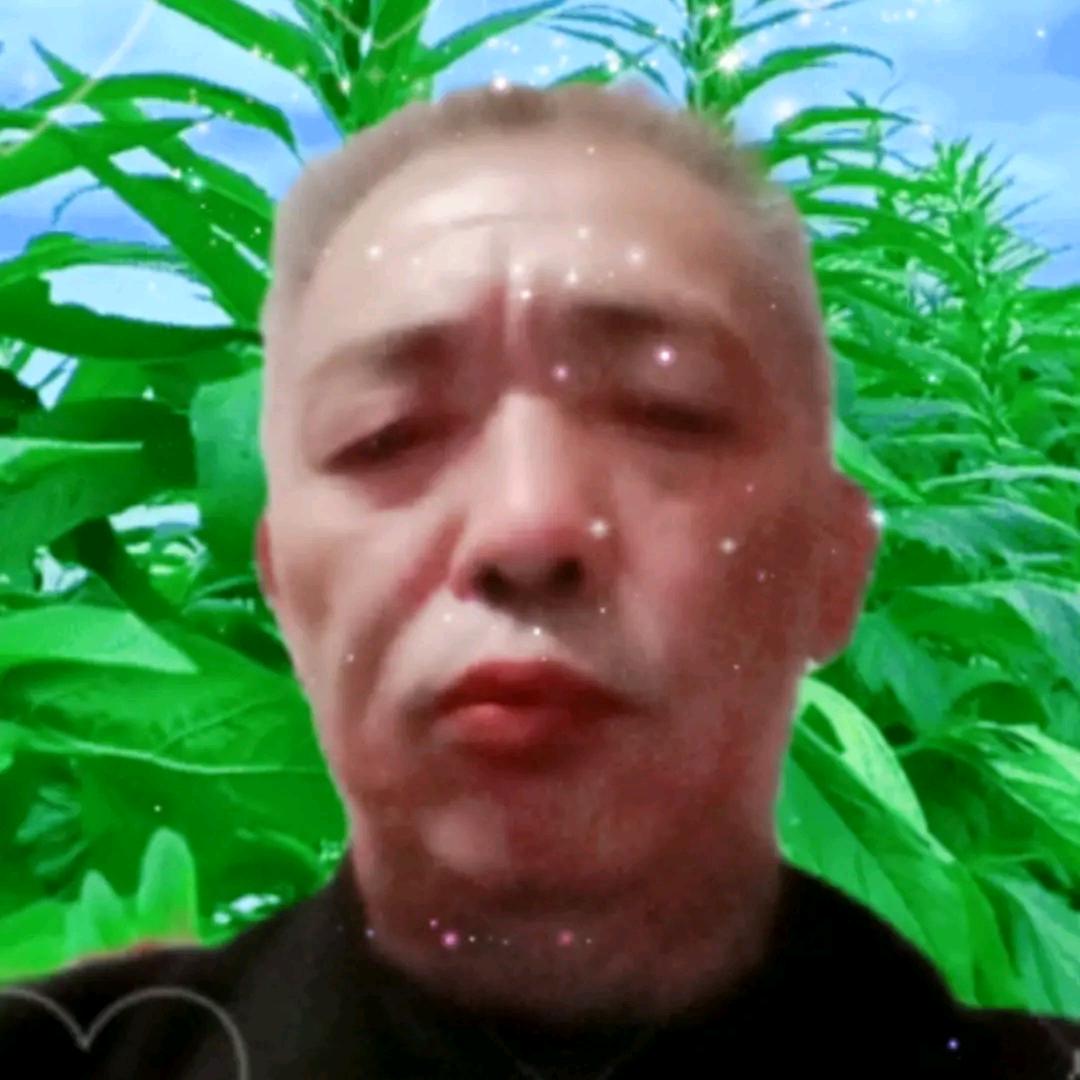 树叶