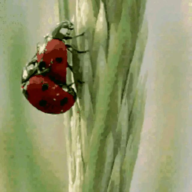 玄武