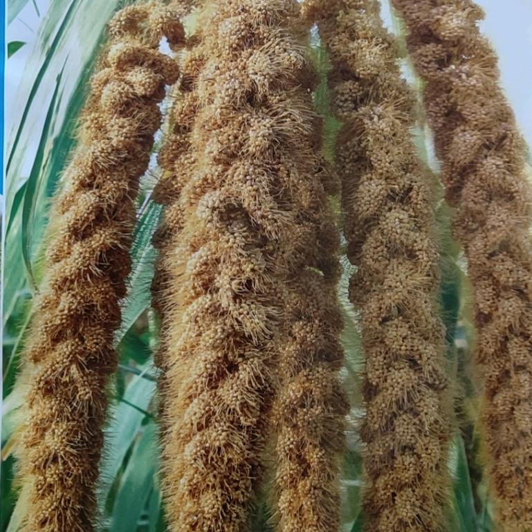 农大种业有限公司