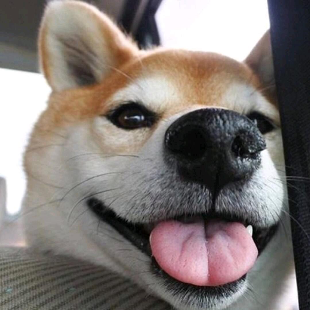柴子
