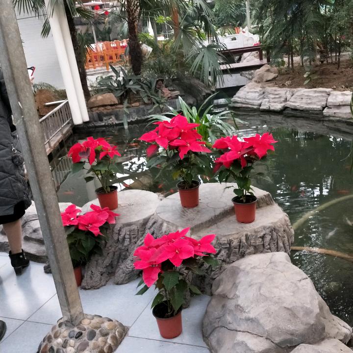 花开四季