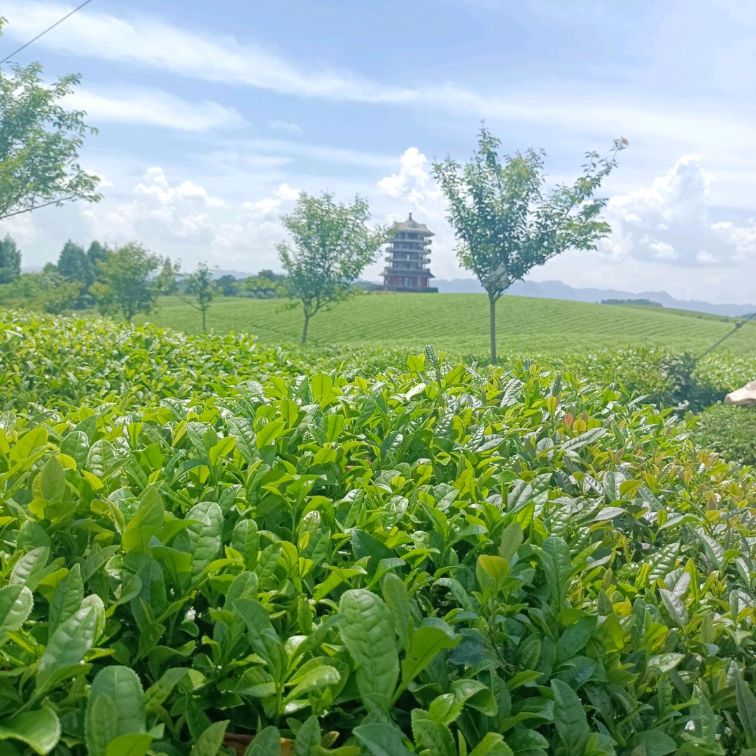 贵C6ⅹⅹ0Y很寂寞