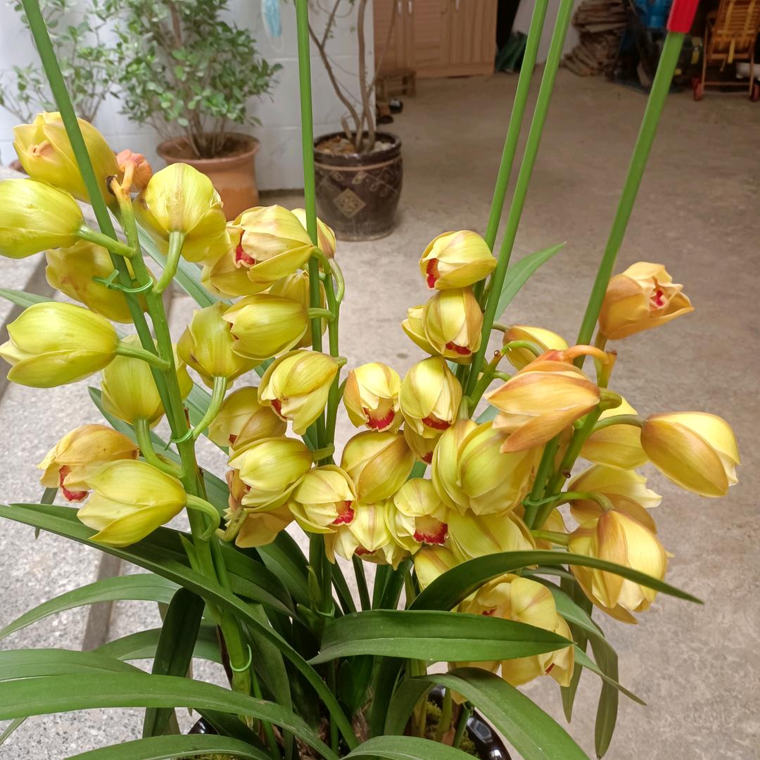 镜花水月